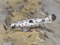 Yponomeuta plumbella