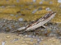 Ypsolopha scabrella
