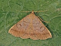 Zanclognatha lunalis