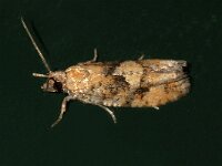 Zeiraphera ratzeburgiana