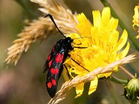 Zygaena filipendulae 75, Sint-Jansvlinder, Saxifraga-Bart Vastenhouw