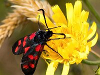 Zygaena filipendulae 76, Sint-Jansvlinder, Saxifraga-Bart Vastenhouw