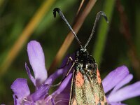 Zygaena lonicerae 2, Saxifraga-Rutger Barendse