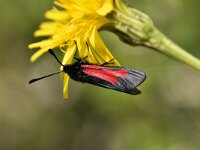 Zygaena osterodensis