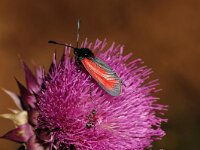 Zygaena purpuralis