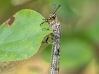Euroleon nostras 10, Gevlekte mierenleeuw, Saxifraga-Bart Heijne : 2024, Ede, Euroleon nostras, Myrmeleontidae, Neuroptera, augustus, gevlekte mierenleeuw, insect, tuin, zomer