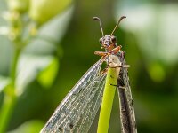 Euroleon nostras 11, Gevlekte mierenleeuw, Saxifraga-Bart Heijne : 2024, Ede, Euroleon nostras, Myrmeleontidae, Neuroptera, augustus, gevlekte mierenleeuw, insect, tuin, zomer