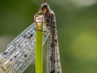 Euroleon nostras 12, Gevlekte mierenleeuw, Saxifraga-Bart Heijne : 2024, Ede, Euroleon nostras, Myrmeleontidae, Neuroptera, augustus, gevlekte mierenleeuw, insect, tuin, zomer