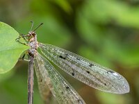 Euroleon nostras 9, Gevlekte mierenleeuw, Saxifraga-Bart Heijne : 2024, Ede, Euroleon nostras, Myrmeleontidae, Neuroptera, augustus, gevlekte mierenleeuw, insect, tuin, zomer