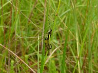 Libelloides coccajus 16, Saxifraga-Hans Grotenhuis