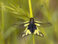 Owly sulphur insect  Owly sulphur (Libelloides coccajus) rare insect species resting on twig in Tuscany, Italy, April. : Bug, animal, antennae, arthropod, ascalaphidae, background, beautiful, butterfly, closeup, colorful, colors, creature, curious, detail, entomology, europe, fascinating, fauna, flower, fly, green, insect, insecta, insects, invertebrate, italy, libelloides, libelloides coccajus, life, little, macro, meadow, mediterranean, natural, nature, neuroptera, owly, owly sulphur, siena, small, spring, sulphur, tuscany, vegetation, wild, wildlife, wing, yellow