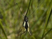 Libelloides coccajus 5, Saxifraga-Jan van der Straaten