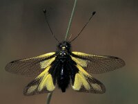 Libelloides coccajus 7, Saxifraga-Frits Bink