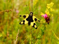 Libelloides macaronius 10, Saxifraga-Joep Steur