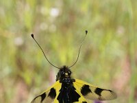 Libelloides macaronius 4, Saxifraga-Dirk Hilbers