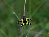 Libelloides macaronius 7, Saxifraga-Dirk Hilbers