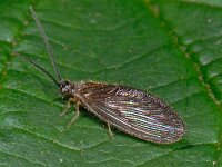 Sisyra nigra