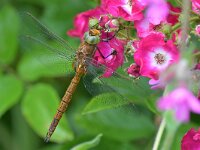 Aeshna isoceles 27, Vroege glazenmaker, Saxifraga-Tom Heijnen