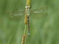 Aeshna viridis 6, Groene glazenmaker, male, Vlinderstichting-Jaap Bouwman : p
