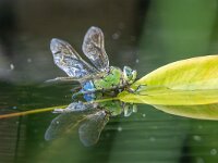 Anax imperator 28, Grote keizerlibel, Saxifraga-Bart Heijne : 2023, Ede, ei afzettend, eierleggend, grote keizerlibel, insect, juni, libel, tuin, vijver, vrouw, zomer