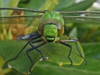 Anax imperator 35, Grote keizerlibel, male, Saxifraga-Ab H Baas