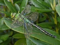 Anax imperator 37, Grote keizerlibel, male, Saxifraga-Ab H Baas