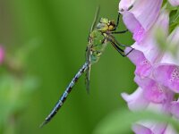 Anax imperator 71, Grote keizerlibel, Saxifraga-Tom Heijnen