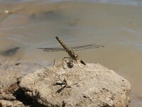 Brachythemis leucosticta, Banded Groundling