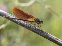 Calopteryx haemorrhoidalis 5, Koperen beekjuffer, Saxifraga-Bart Heijne