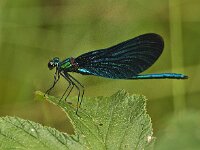 Bosbeekjuffer-M- nabij Tennsee : Bosbeekjuffer, Calopteryx virgo, Beautiful Demoiselle, male