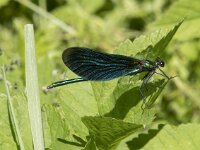 Calopteryx virgo 70, Bosbeekjuffer, Saxifraga-Willem van Kruijsbergen