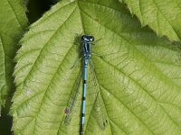 Coenagrion puella 7, Azuurwaterjuffer, Saxifraga-Willem van Kruijsbergen