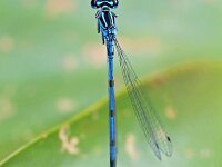 Coenagrion puella 88, Azuurwaterjuffer, Saxifraga-Tom Heijnen