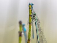 Three damselfly sleeping  Three damselfly sleeping in early morning with dew on their wings : Damselfly, Netherlands, animal, background, beautiful, beauty, biology, blue, closeup, color, dawn, dew, dragonfly, drop, environment, europe, fauna, fly, fragility, funny, grass, green, happy, insect, life, looking, macro, meadow, morning, natural, nature, object, one, outdoor, plant, rain, resting, sitting, sleep, sleeping, spring, summer, three, water, wet, wild, wildlife, wing