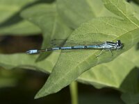 Coenagrion puella 92, Azuurwaterjuffer, Saxifraga-Willem van Kruijsbergen