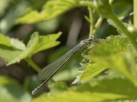 Coenagrion puella 93, Azuurwaterjuffer, Saxifraga-Willem van Kruijsbergen