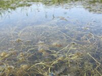 Coenagrion scitulum 3, Gaffelwaterjuffer, Saxifraga-Rob Felix : Animalia, Arthropoda, Insecta, Odonata, Project Natuurbalans, animal, arthropod, dargonfly, dier, dieren, geleedpotige, geleedpotigen, insect, insecten, juffer, libel, libellen