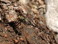 Cordulegaster boltonii 9, Gewone bronlibel, Saxifraga-Bas Klaver