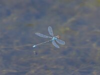 Erythromma viridulum 11, Kleine roodoogjuffer, Saxifraga-Bart Heijne : 2024, Erythromma viridulum, Groene Grens, KNNV, Veenendaal, insect, inventarisatie, juli, kleine roodoogjuffer, libel, vliegend, waterjuffer, zomer