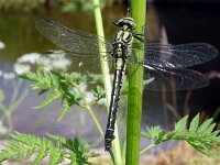 Gomphus vulgatissimus 31, Beekrombout, Saxifraga-Hans Grotenhuis