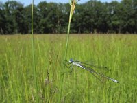 Lestes dryas 3, Tangpantserjuffer, Saxifraga-Rob Felix : Animalia, Arthropoda, Insecta, Odonata, Project Natuurbalans, animal, arthropod, dargonfly, dier, dieren, geleedpotige, geleedpotigen, insect, insecten, juffer, libel, libellen