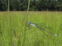 Lestes dryas 4, Tangpantserjuffer, Saxifraga-Rob Felix : Animalia, Arthropoda, Insecta, Odonata, Project Natuurbalans, animal, arthropod, dargonfly, dier, dieren, geleedpotige, geleedpotigen, insect, insecten, juffer, libel, libellen