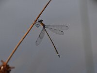 Lestes sponsa 23, Gewone pantserjuffer, Saxifraga-Luuk Vermeer