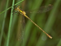 351_26, Gew pantserjuffer : Gewone pantserjuffer, Lestes sponsa, Emerald Damselfly, female