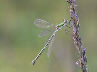 Lestes virens 33, Tengere pantserjuffer, Saxifraga-Luuk Vermeer