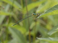 Lestes virens 42, Tengere pantserjuffer, Saxifraga-Willem van Kruijsbergen