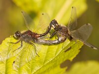 Leucorrhinia pectoralis 16, Gevlekte witsnuitlibel, Saxifraga-Gerard de Jong : Dragonfly, Gevlekte witsnuitlibel, Insect, Leucorrhinia pectoralis, Libel, Macro, Overig, Saxifraga Beeldbank
