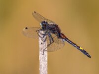 Large white-faced darter perched on stick  Yellow-spotted whiteface or Large white-faced darter  (Leucorrhinia pectoralis) dragonfly inhabits marshy borders and prefers less acidic waters than its close relative darters. It occurs from Europe to Siberia. : Damselfly, Netherlands, adorable, animal, animals, background, beautiful, beauty, body, closeup, color, cute, darter, dragonfly, entomology, environment, europe, fauna, grass, insect, isolated, lake, large, leaf, leucorrhinia, life, looking, love, macro, male, nature, odonata, park, pectoralis, plant, pond, reeds, spring, summer, sun, water, white, white-faced, whiteface, wildlife, yellow, yellow-spotted
