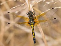 Leucorrhinia rubicunda 16, Noordse witsnuitlibel, Saxifraga-Rudmer Zwerver  Een pas uitgeslopen Noordse witsnuitlibel rustend in het gras : libel, libelle, insect, voorjaar, zomer, water, macro, close up, natuur, dier, wilde, wild, gras, vegetatie, rustend, rustende, rust, zonnend, zonnen, zonnende, noordse, noorse, witsnuitlibel, witsnuit, Leucorrhinia rubicunda, Leucorrhinia, pas uitgeslopen, uitgeslopen, vers