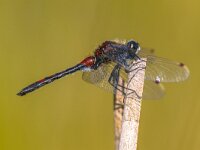 Ruby whiteface dragonfly on stick  Ruby whiteface (Leucorrhinia rubicunda) dragonfly perched on reed with green background. : Damselfly, Netherlands, animal, background, beauty, body, branch, close-up, closeup, concept, critical, cute, detail, dragonfly, entomology, environment, europe, european, fauna, fragility, freedom, insect, isolated, leucorrhinia, libellulidae, life, looking, male, marsh, natural, nature, odonata, optimistic, plant, prey, rare, red, rubicunda, ruby, sitting, spring, summer, swamp, transparent, view, waiting, water, whiteface, wildlife, wings